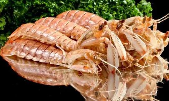 活的皮皮虾可以直接冷冻保存吗 活的皮皮虾怎么保存才新鲜