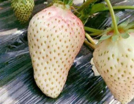 白色草莓和红色有什么不一样的？白草莓与红草莓的营养区别