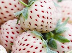 为什么草莓是红色和白色的呢(白草莓和红