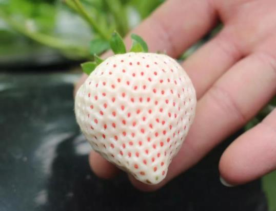白色草莓是什么品种？白色草莓是什么口味的