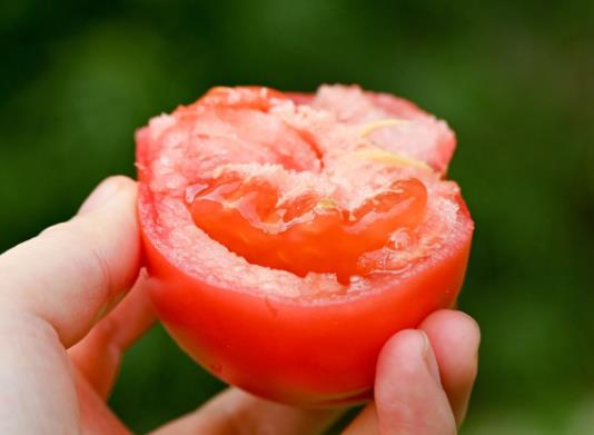 普罗旺斯西红柿和普通西红柿怎么区分？普罗旺斯西红柿哪里的最正宗