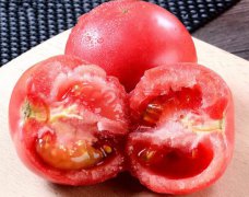 普罗旺斯西红柿介绍(普罗旺斯西红柿产地