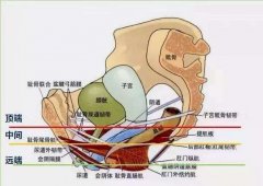 女人人体生理解剖学(妇女人体解剖生理学
