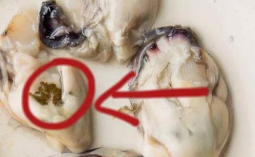 生蚝不能吃的部位图解最详细 生蚝不能吃的内脏怎么去掉