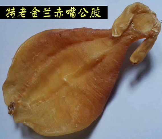 赤敏鱼胶一斤多少钱敏鱼胶跟黄花胶的区别