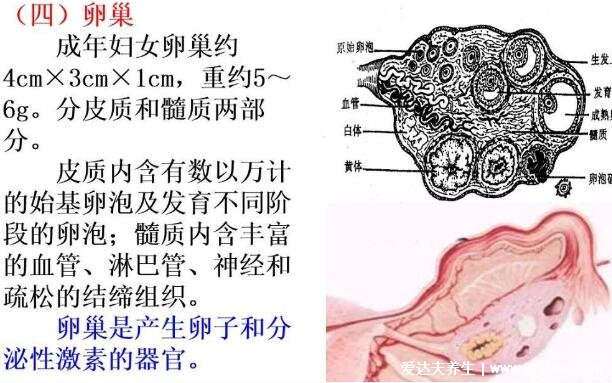 女性生理结构图片有哪些，真实女人花园图片(含卡通科普表)