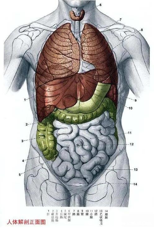 腹部九分法及分区名称,腹部疼痛对应的图片器官图