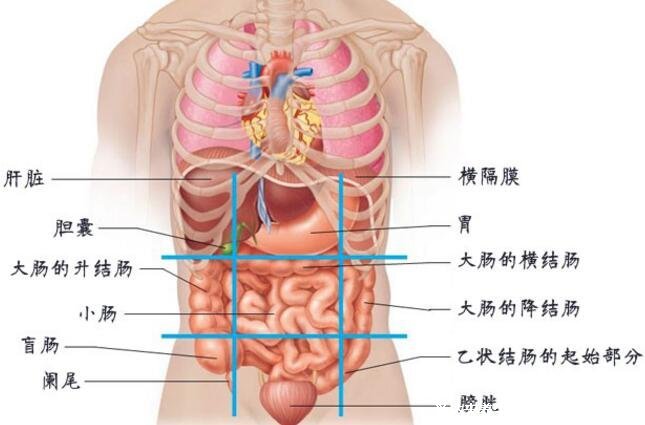 腹部九分法及分区名称，腹部疼痛对应的图片器官图