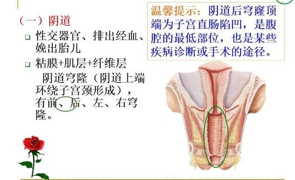 女性生理结构图片有哪些,真实女人花园图片(含卡通科普表)