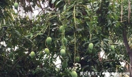 夏天千万别吃这种芒果、桑葚！伤透肾毁血管，杀伤力极大